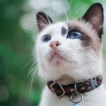 How to Choose the Right Collar for a Growing Kitten: A Complete Guide