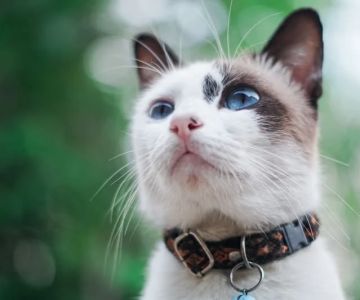 How to Choose the Right Collar for a Growing Kitten: A Complete Guide