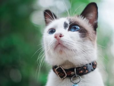 How to Choose the Right Collar for a Growing Kitten: A Complete Guide