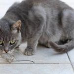Why Do Cats Bring You Their Toys? The Hunting Gift | Omnia Pet