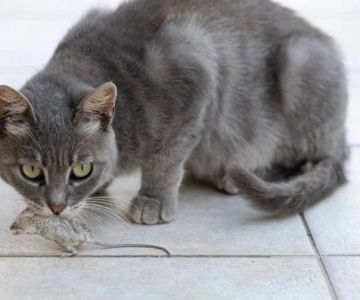 Why Do Cats Bring You Their Toys? The Hunting Gift | Omnia Pet