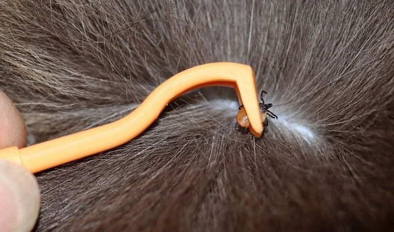 How to Remove a Tick from Your Dog Safely and Completely