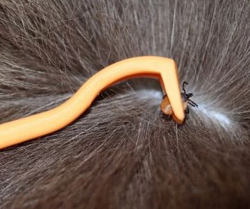 How to Remove a Tick from Your Dog Safely and Completely