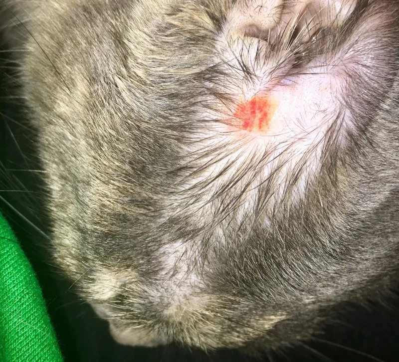 Why Does My Kitten Have a Bald Spot? Common Causes and Treatment Options