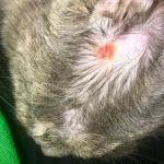 Why Does My Kitten Have a Bald Spot? Common Causes and Treatment Options