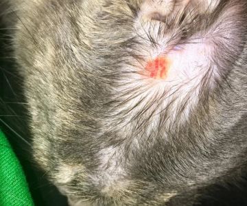 Why Does My Kitten Have a Bald Spot? Common Causes and Treatment Options
