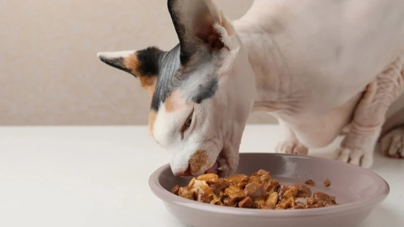 The Best Diet for a Sphynx Kitten's Oily Skin