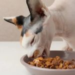 The Best Diet for a Sphynx Kitten's Oily Skin