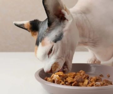The Best Diet for a Sphynx Kitten's Oily Skin