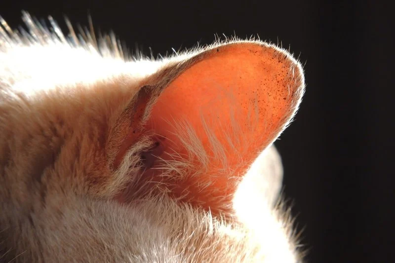 The Science of a Kitten's Hearing Development: Understanding Their Sensory Growth