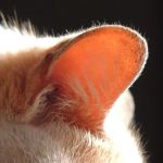 The Science of a Kitten's Hearing Development: Understanding Their Sensory Growth