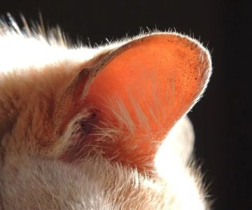 The Science of a Kitten's Hearing Development: Understanding Their Sensory Growth