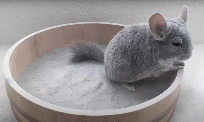 How to Care for a Pet Chinchilla: Dust Baths and Cool Temperatures