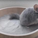 How to Care for a Pet Chinchilla: Dust Baths and Cool Temperatures