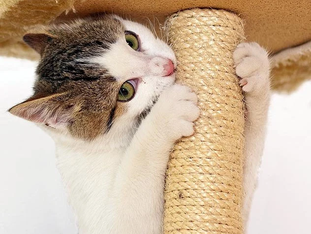 How to Train Your Kitten to Use a Scratching Pad
