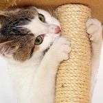 How to Train Your Kitten to Use a Scratching Pad