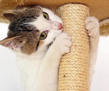 How to Train Your Kitten to Use a Scratching Pad