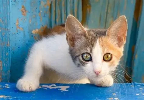 Why Do Kittens Have Blue Eyes? The Color Change Explained