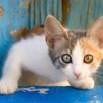 Why Do Kittens Have Blue Eyes? The Color Change Explained