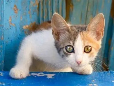 Why Do Kittens Have Blue Eyes? The Color Change Explained