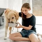 The Best Time of Day to Feed Your Dog: Morning vs. Evening