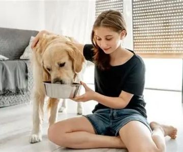 The Best Time of Day to Feed Your Dog: Morning vs. Evening