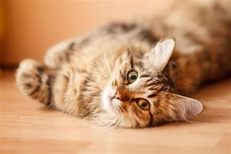 The Top 10 Most Common Kitten Behavioral Issues