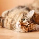 The Top 10 Most Common Kitten Behavioral Issues