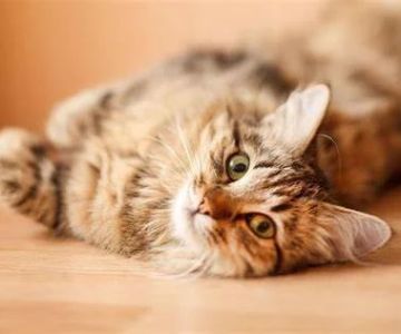 The Top 10 Most Common Kitten Behavioral Issues