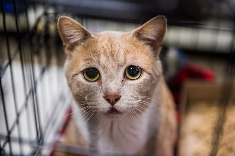 Understanding Feline Anemia: Causes, Symptoms, and Treatment