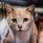 Understanding Feline Anemia: Causes, Symptoms, and Treatment