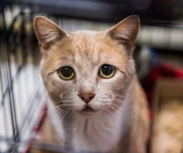 Understanding Feline Anemia: Causes, Symptoms, and Treatment