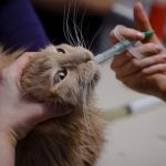 How to Give Your Cat a Pill Using a Pill Pocket or Pill Gun