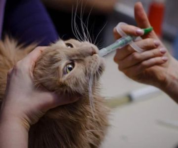 How to Give Your Cat a Pill Using a Pill Pocket or Pill Gun