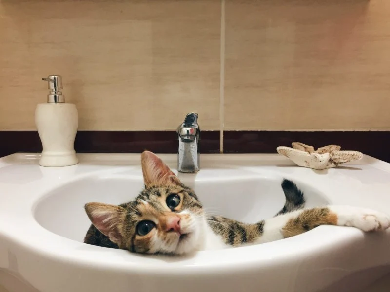 Why Does My Cat Follow Me into the Bathroom? Understanding Your Cat's Behavior
