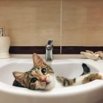Why Does My Cat Follow Me into the Bathroom? Understanding Your Cat's Behavior