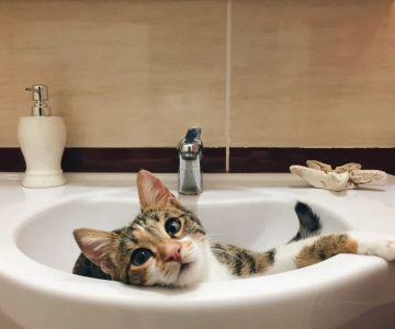 Why Does My Cat Follow Me into the Bathroom? Understanding Your Cat's Behavior