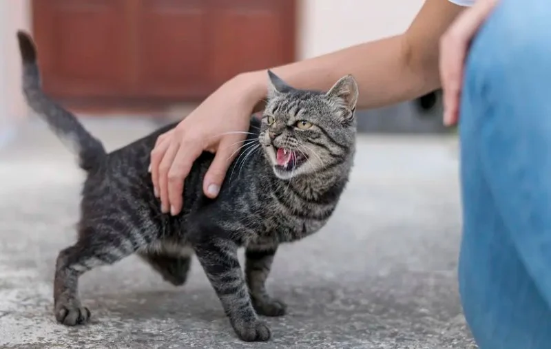 The Best Ways to Discipline a Kitten Without Fear | Omnia Pet