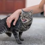 The Best Ways to Discipline a Kitten Without Fear | Omnia Pet