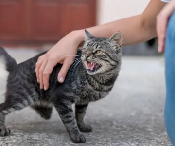 The Best Ways to Discipline a Kitten Without Fear | Omnia Pet