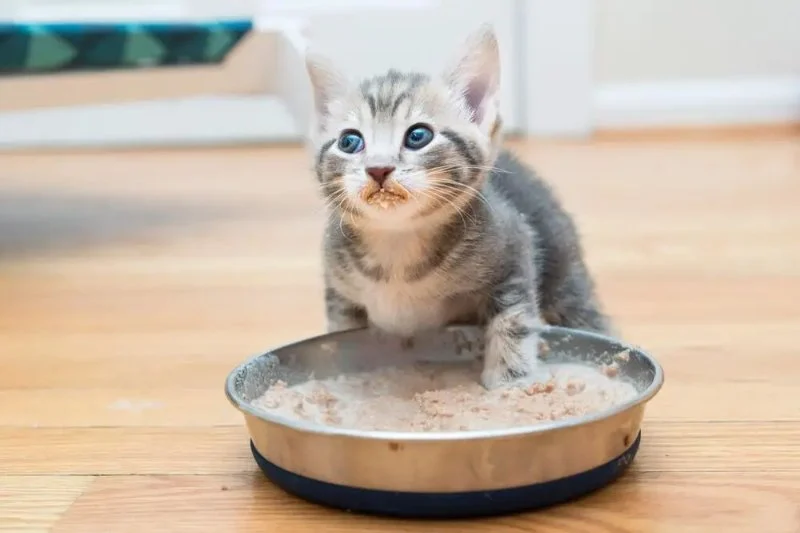 Understanding Kitten Food Allergies: Chicken vs. Fish