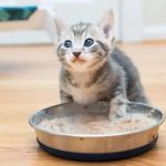 Understanding Kitten Food Allergies: Chicken vs. Fish