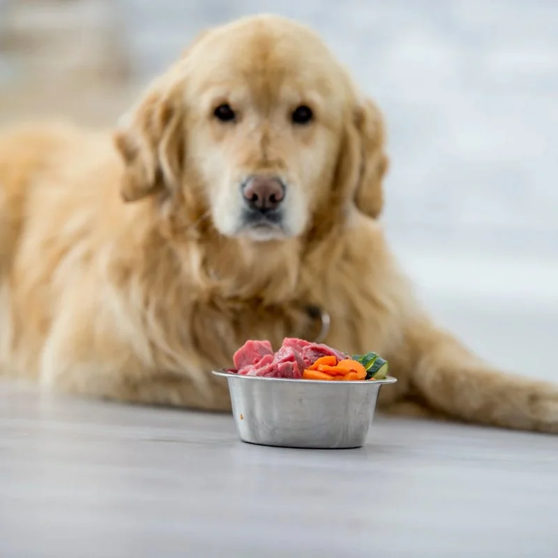 How to Manage a Dog with Food Allergies: Elimination Diet Guide