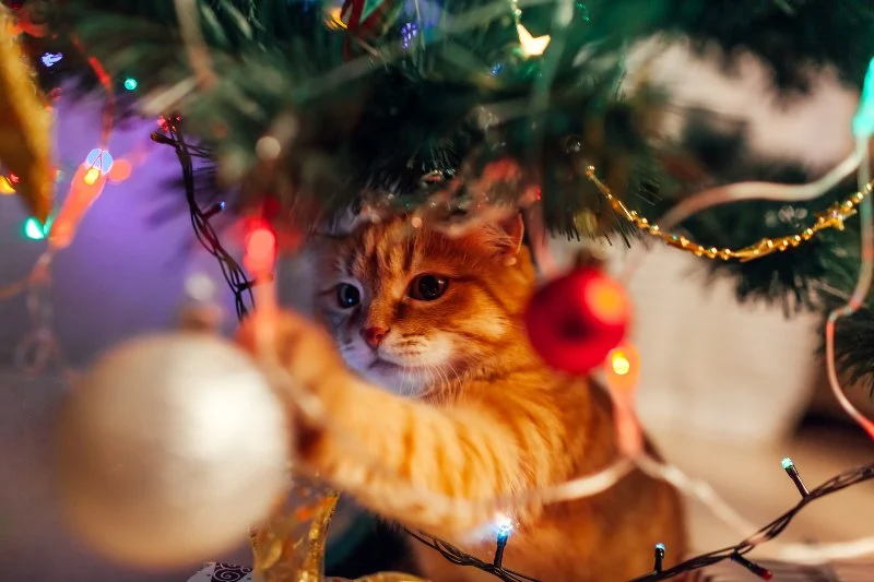 A Guide to Kitten-Proofing Your Christmas Tree: Tips for a Safe Holiday Season