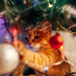 A Guide to Kitten-Proofing Your Christmas Tree: Tips for a Safe Holiday Season