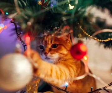 A Guide to Kitten-Proofing Your Christmas Tree: Tips for a Safe Holiday Season