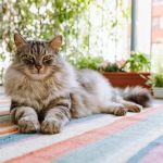 How to Tell if Your Kitten is a Maine Coon Mix