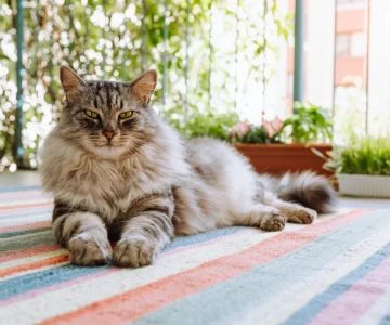 How to Tell if Your Kitten is a Maine Coon Mix