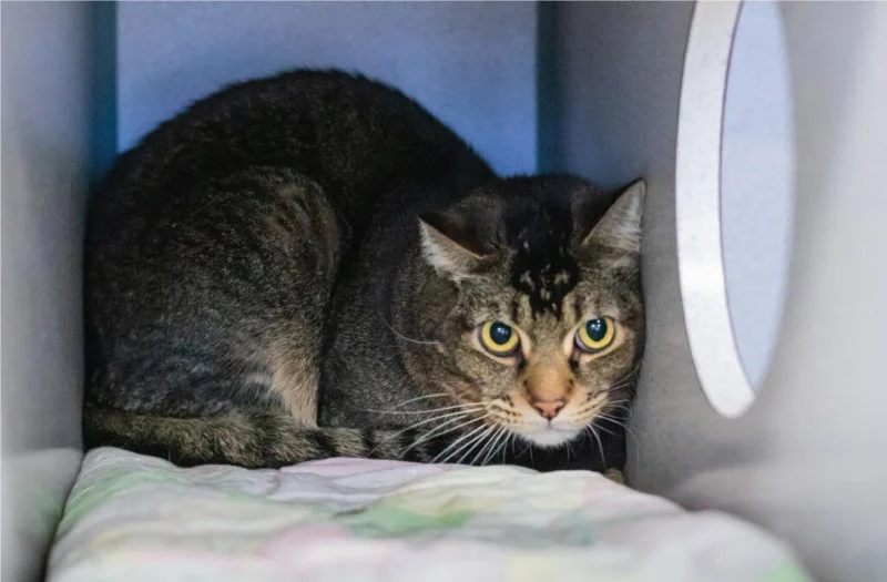 Best CBD Oil for Kittens with Anxiety: Expert Vet Advice