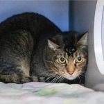 Best CBD Oil for Kittens with Anxiety: Expert Vet Advice